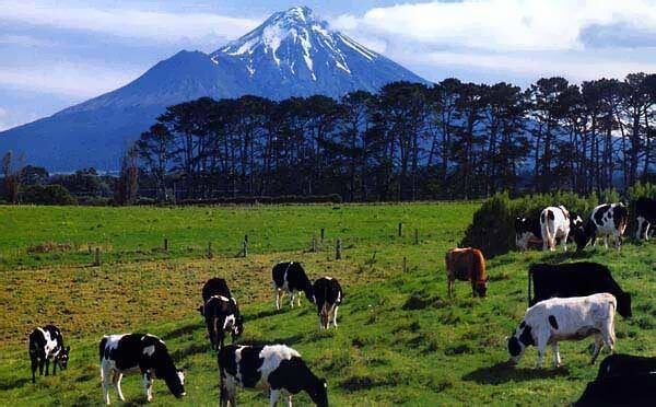 Сельское хозяйство Новой Зеландии